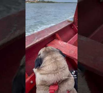 Vacation 💜🩷 #dog #pug #fypシ #pets #pugs #cute #viralvideo #puglife #youtuber