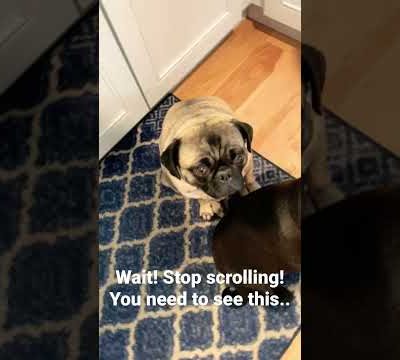 Wait! Stop Scrolling! || #pugs #cute #dogs #dogshorts #funny #pug ||