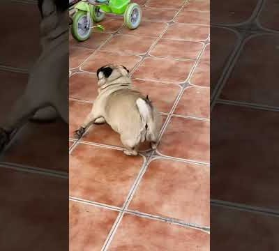 Watch these little cute pugs playing together🐶🐶//Shorts//youtube//puglife