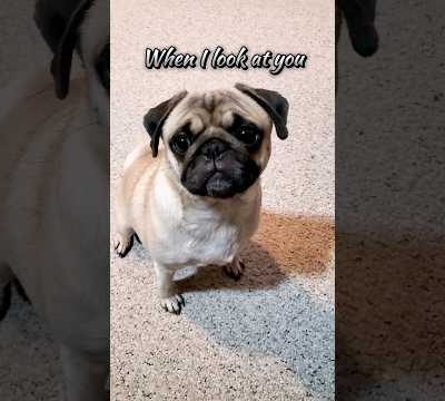 when I look at you 🥰 #dog #pug #cute #home  #fyp #shorts