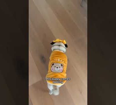 When the Cheese Drawer opens, this puppy comes looking! 👀🧀 #dog #shorts #adorable #cute #pets