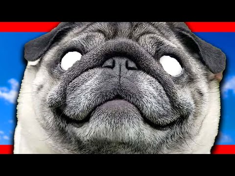 why pugs should go extinct