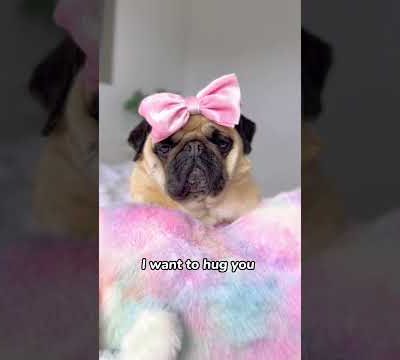 Will You Hug My Dog? ❤️ #shorts #dog #cute #pug