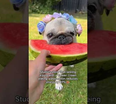 You’re welcome 🐶🍉 #pug #dog #watermelon #cute